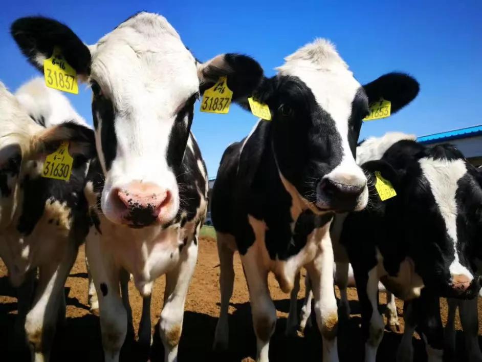 中国奶粉销量第一,中国排名第一名的奶粉品牌