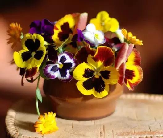 三色堇鬼脸花,三色堇为什么叫鬼脸花