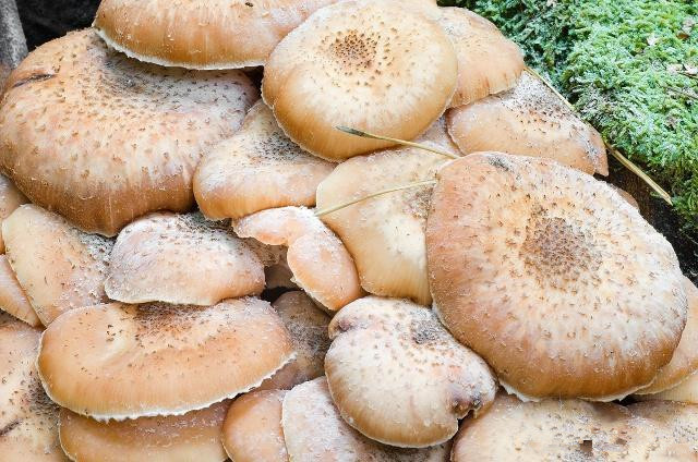 食用菌生产中的病虫害有哪些,食用菌种植方法及注意事项