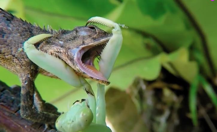 螳螂一般从哪个方面介绍螳螂,关于螳螂科普的视频