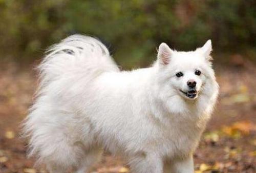 世界最贵的五种狗狗,全世界最贵的狗狗多少钱一只