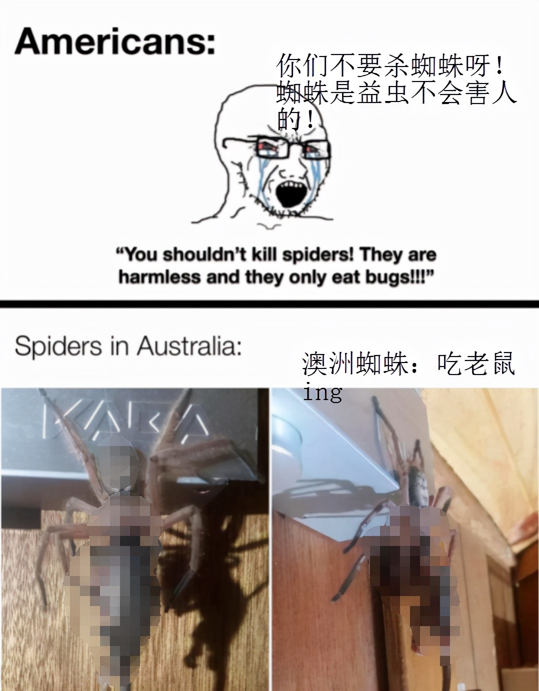 南方蟑螂和北方蟑螂对比恶搞,南方大蟑螂吓哭北方人