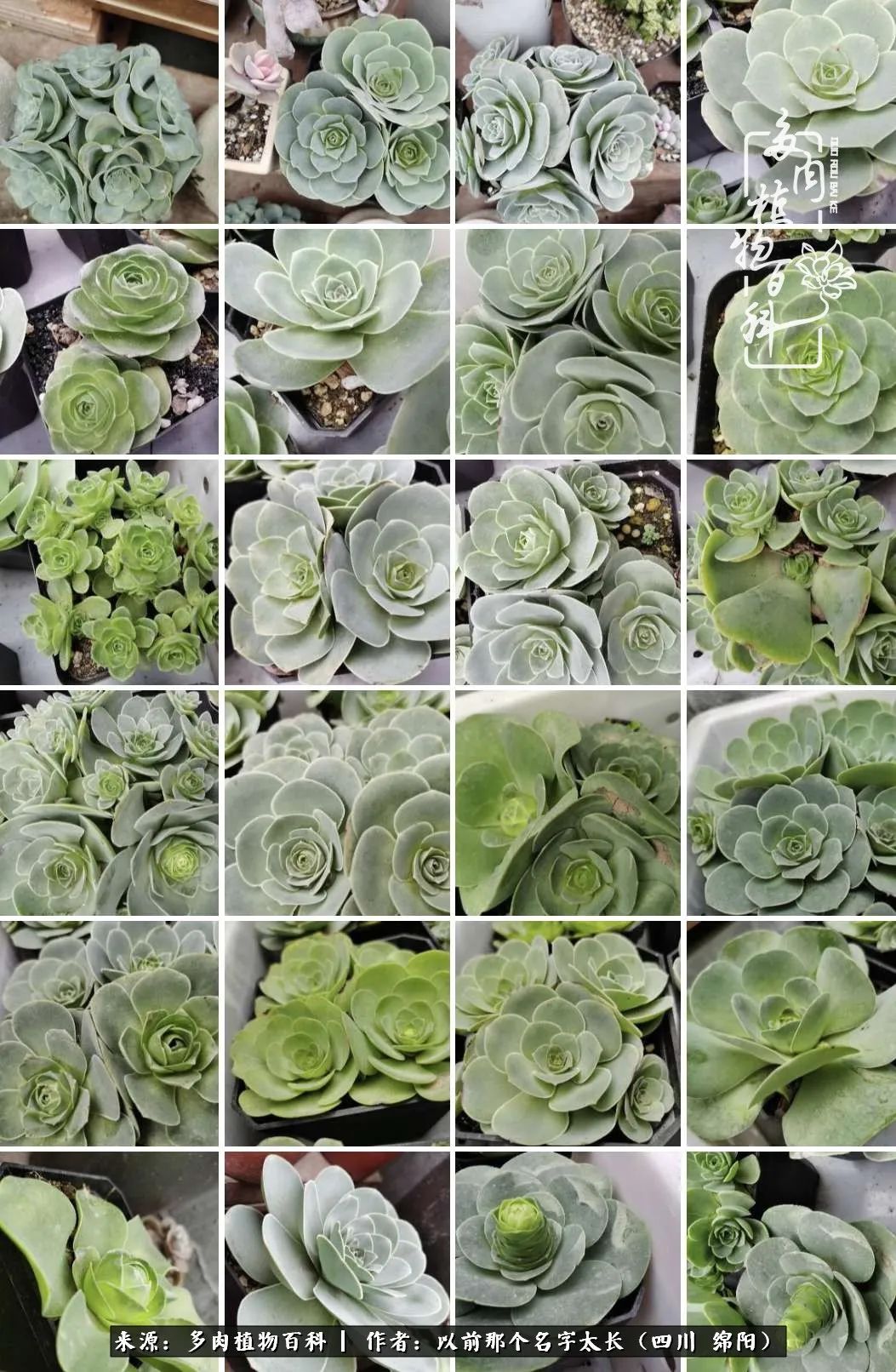 山地玫瑰夏天,夏季的山地玫瑰