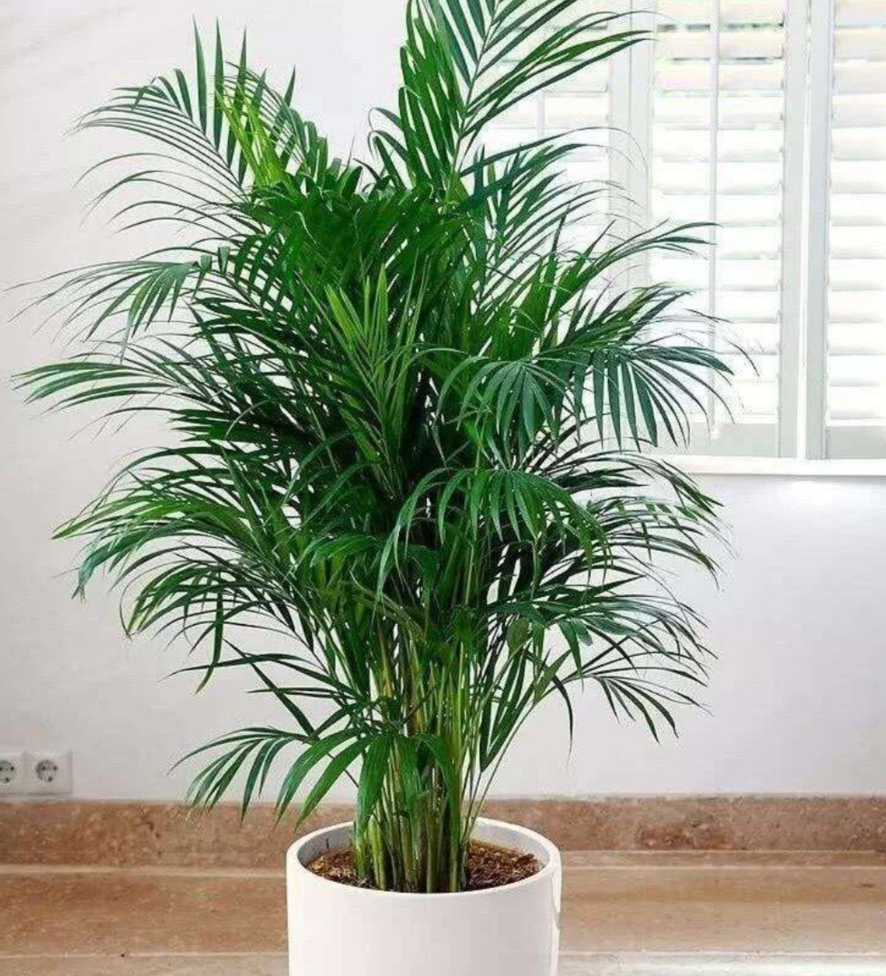 适合于客厅的好养的常绿植物,卧室适合养什么大叶植物