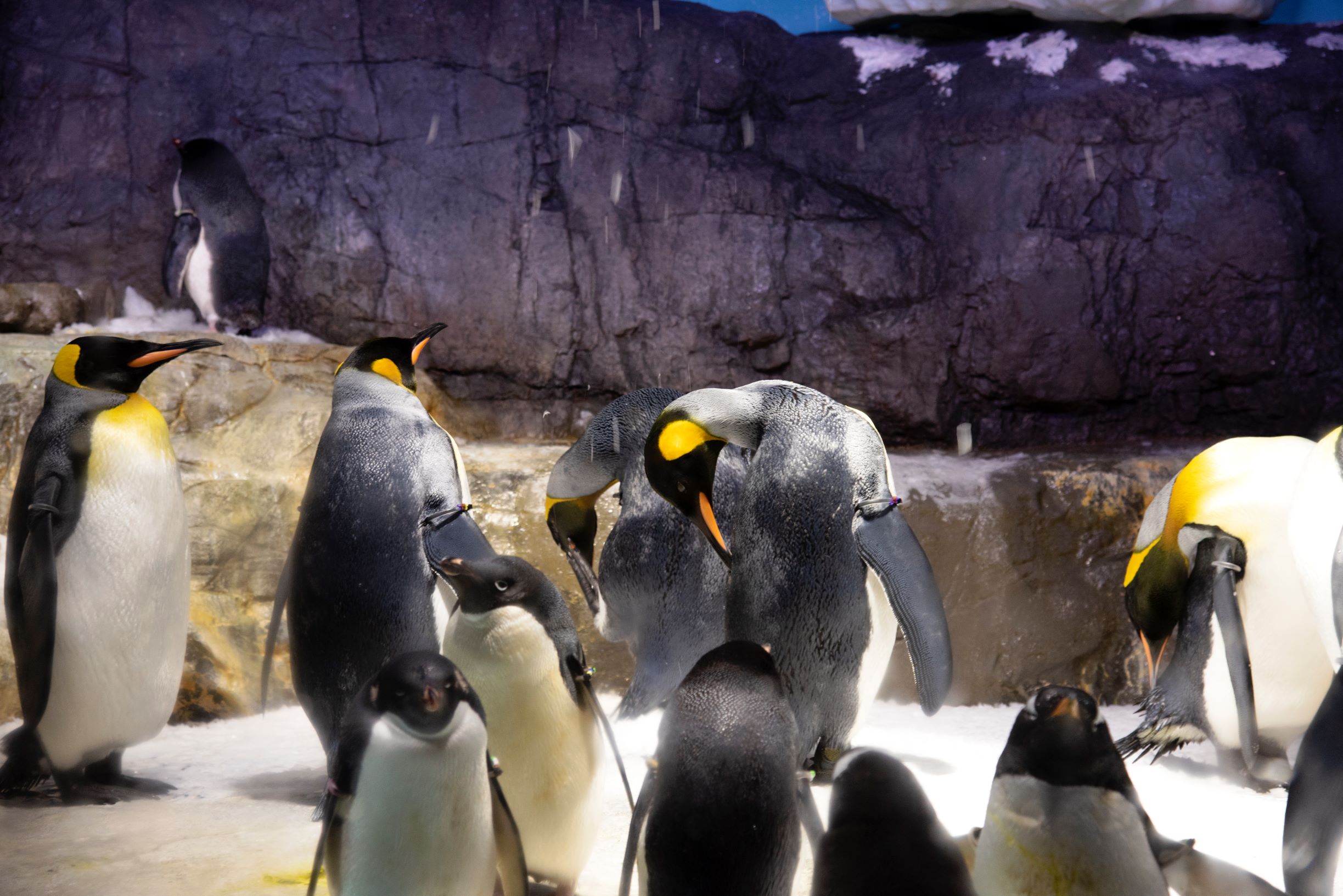 日本大阪两天旅游攻略视频,日本大阪购物攻略