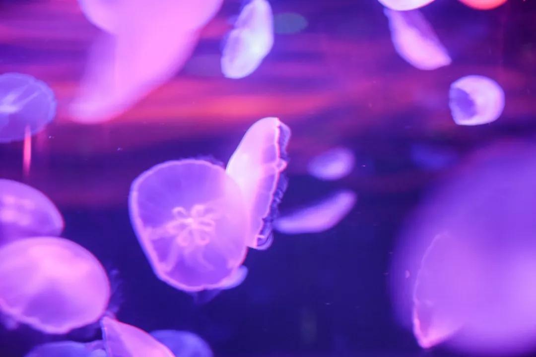 巴南又能耍又有吃的,重庆有什么美食巴南区