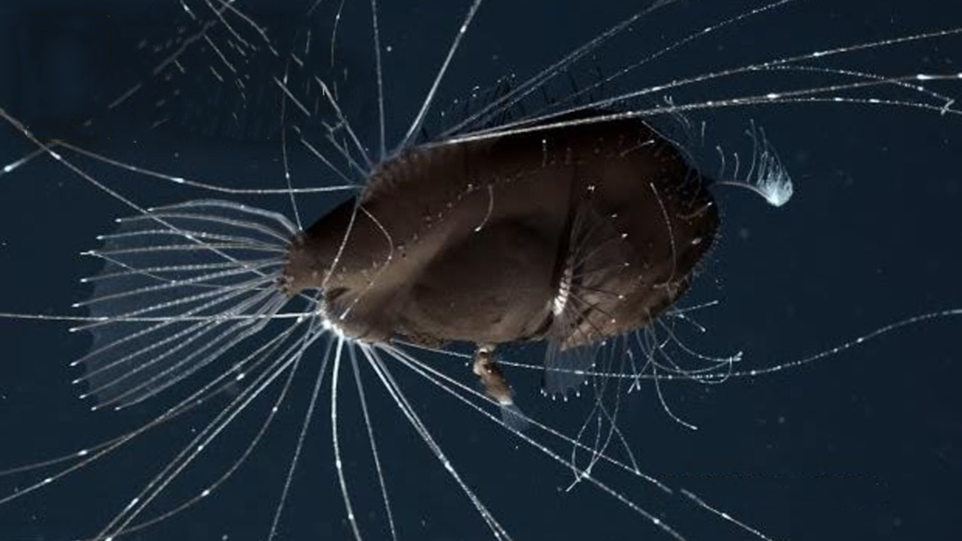 地球上唯一不死动物,地球上唯一的不死动物