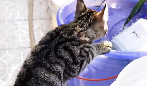 为什么中国没有自己的纯种猫,都有哪些纯种猫