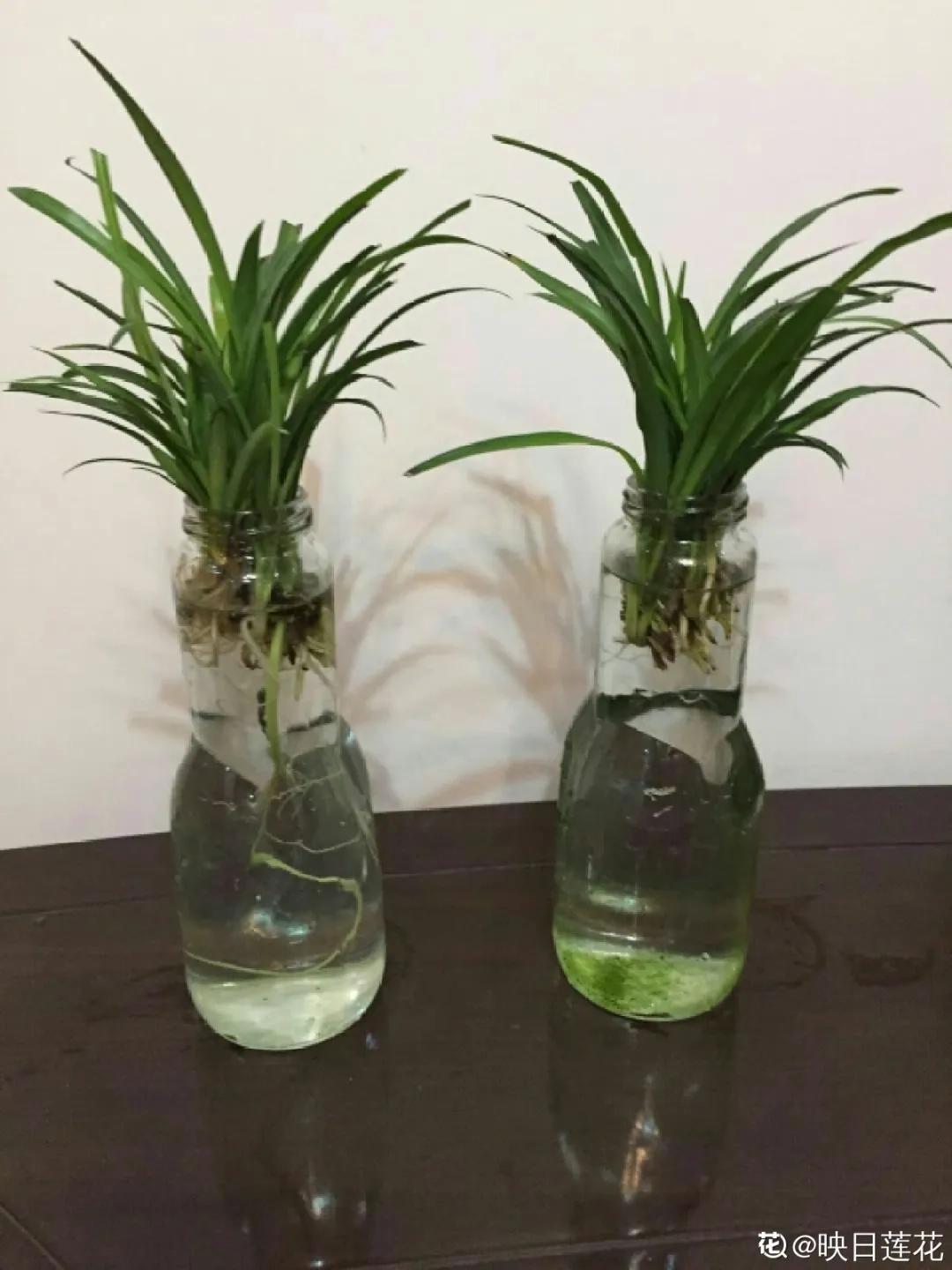 养花土的管理,土培养花怎么养才不会爆盆