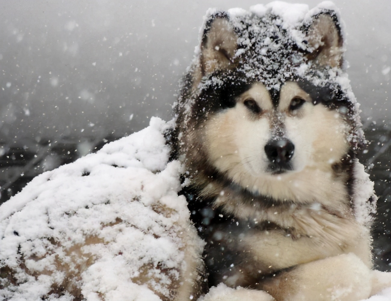 阿拉斯加犬多少钱一只幼犬,阿拉斯加犬多少钱一只好养吗