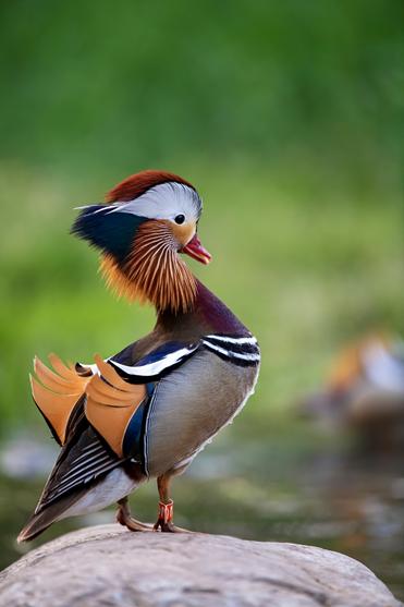 尼康d6拍鸟评测,摄影全套教程尼康d6