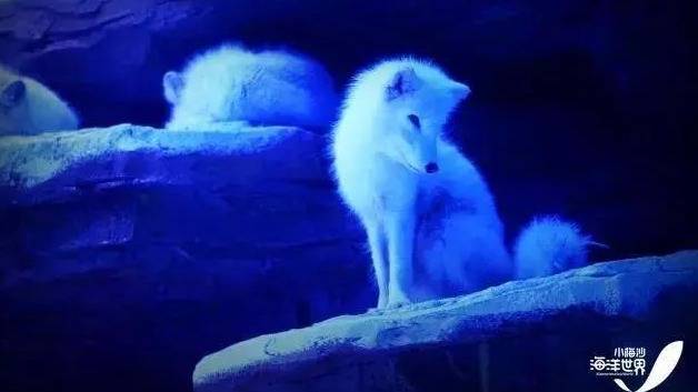 深圳小梅沙海洋世界团购票多少钱,小梅沙海洋世界团购深圳