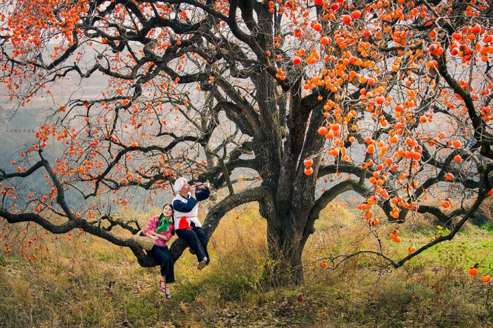 明珠蒙尘:曾是我国的“铁杆庄稼”浑身是宝,现在掉一地无人捡?