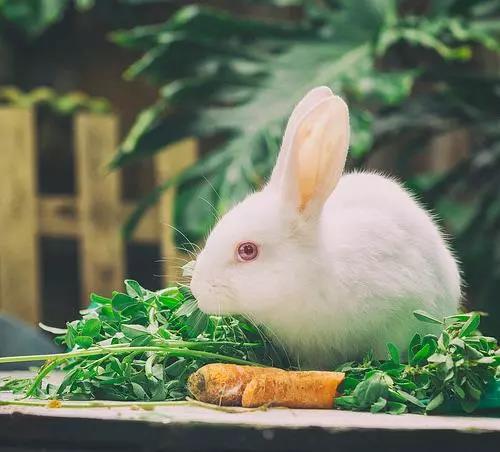 狡兔三窟是什么原因,狡兔有三窟是指什么生肖