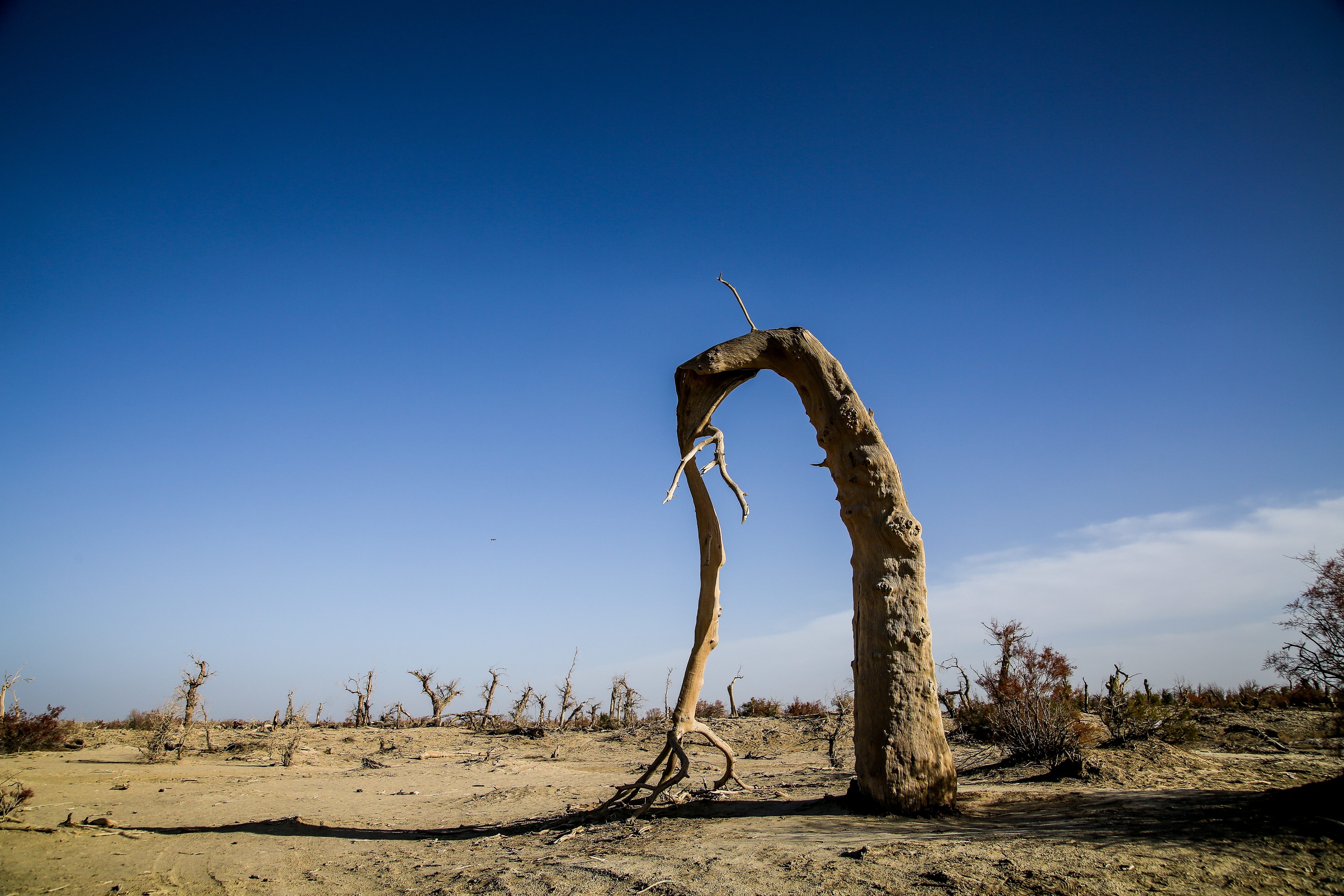 沙雅冬天的胡杨,沙雅胡杨秋天
