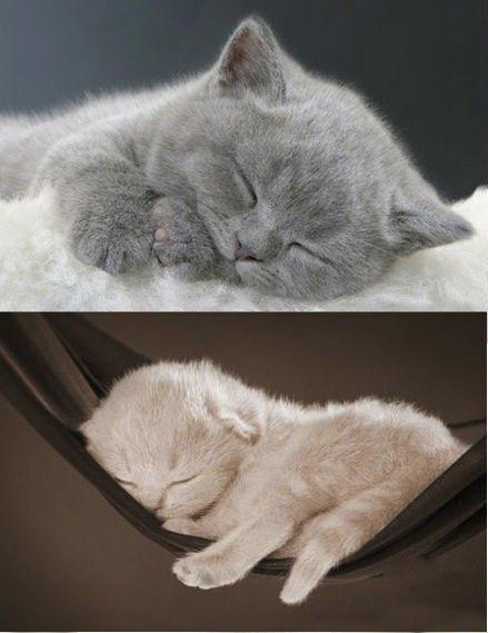 猫咪也比较懒,猫咪为什么白天睡觉晚哼唧