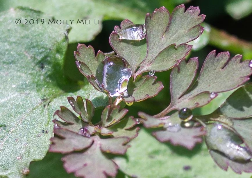康泰时f2镜头评测,康泰时contaxg21f2.8镜头