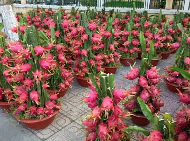 教你个简单的方法在阳台种火龙果,火龙果阳台种植几年能结果