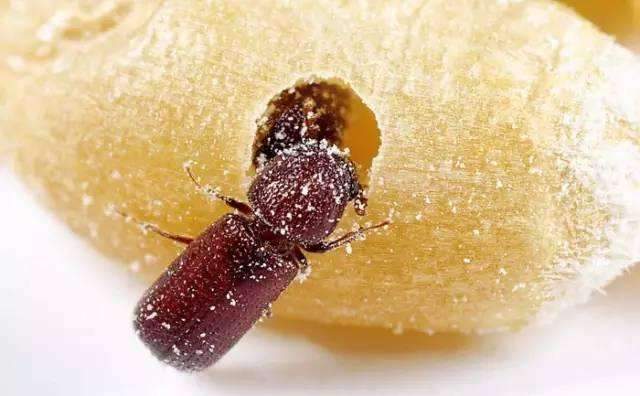 盘点世界上最致命的害虫,世界上哪一种害虫最可怕