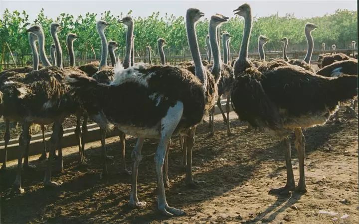 鸵鸟养殖百亿产业,一个蛋卖20元