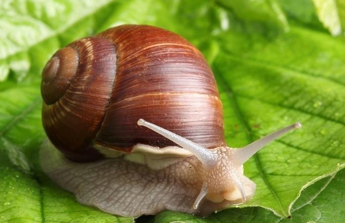 儿童创意美术课程:小蜗牛