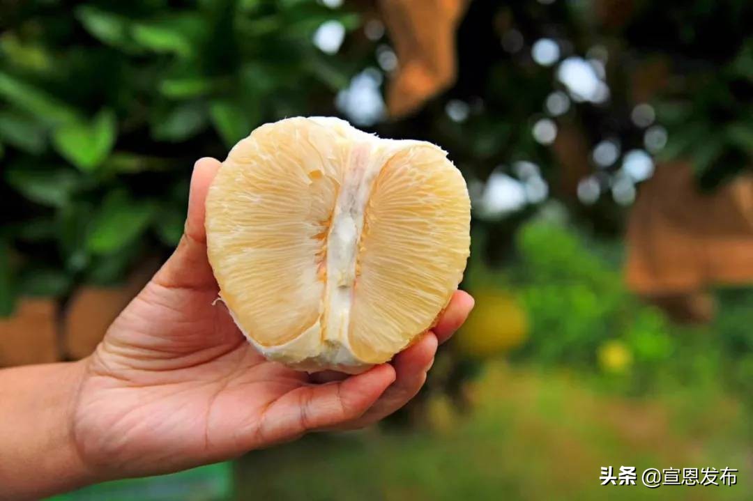 宣恩贡水柚直播间,宣恩贡水白柚苗