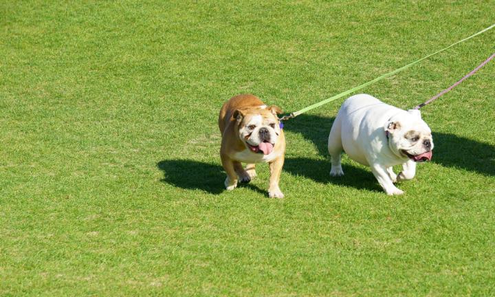 有什么方法把屎催出来,怎么给狗催便