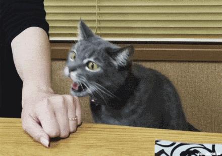 便宜猫抓板有什么危害,做猫抓板和猫爬架