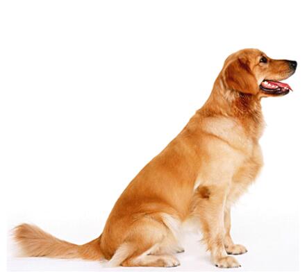 公狗不育,狗狗不育是什么原因引起的