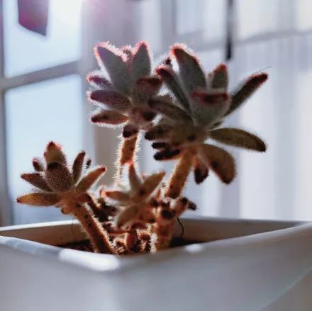 多肉长气根的原因及治疗,为啥多肉杆上长须根