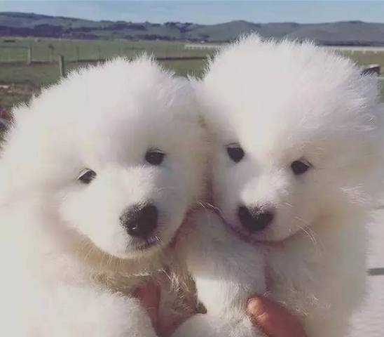 别再说笼养狗狗不好了,小恶魔萨摩耶