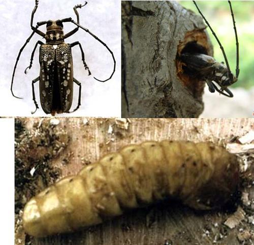 果树有钻心虫要怎么办,农民钻心虫