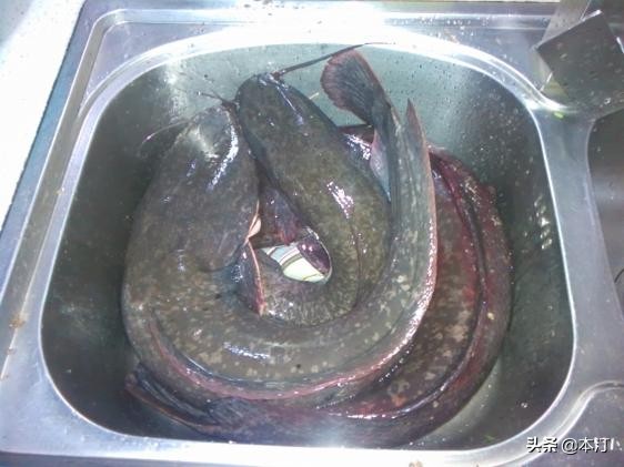 忙里偷闲抽点时间出来钓鱼,忙里偷闲去钓鱼的视频