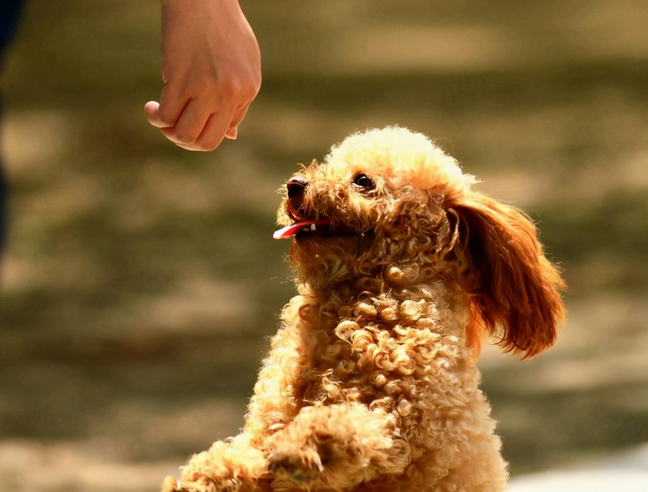 养公泰迪犬和母泰迪犬的区别，你会怎么选？