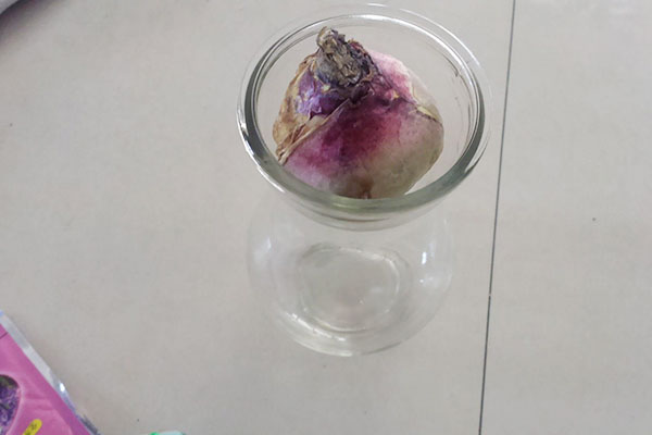 水培风信子可以转为土养吗,风信子水培如何繁殖