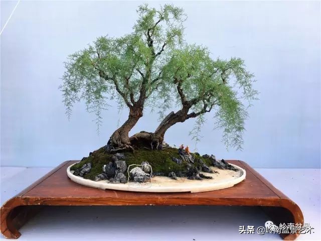 双干树,双干型果树