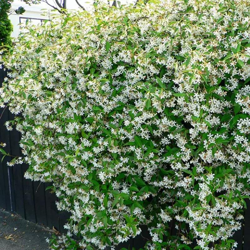 一年四季开花的爬藤花卉有哪些,一年就能爬满墙的爬藤花卉