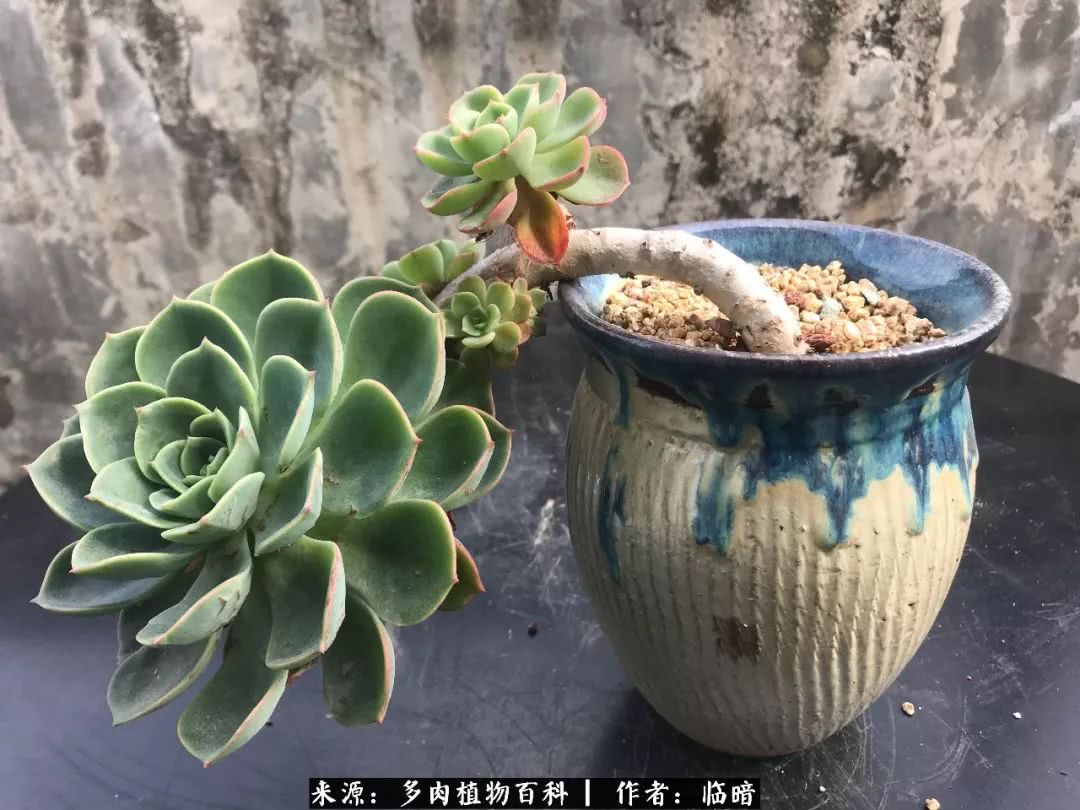 多肉带给我的感情,多肉给人们带什么作用