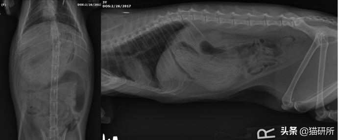 10张让人不寒而栗的图片,猫咪x光正常图片