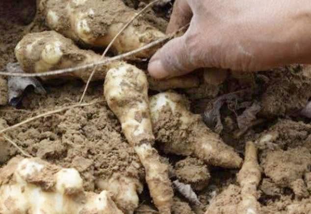 闀垮緱鍍忕敓濮滅殑鏈夋瘨妞嶇墿,鍍忕敓濮滀竴鏍风殑鏈夋瘨妞嶇墿