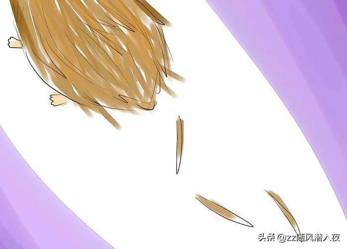 如何饲养一只刺猬