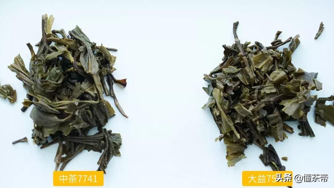 口粮茶选8653还是大益7542,大益茶7542和7572测评