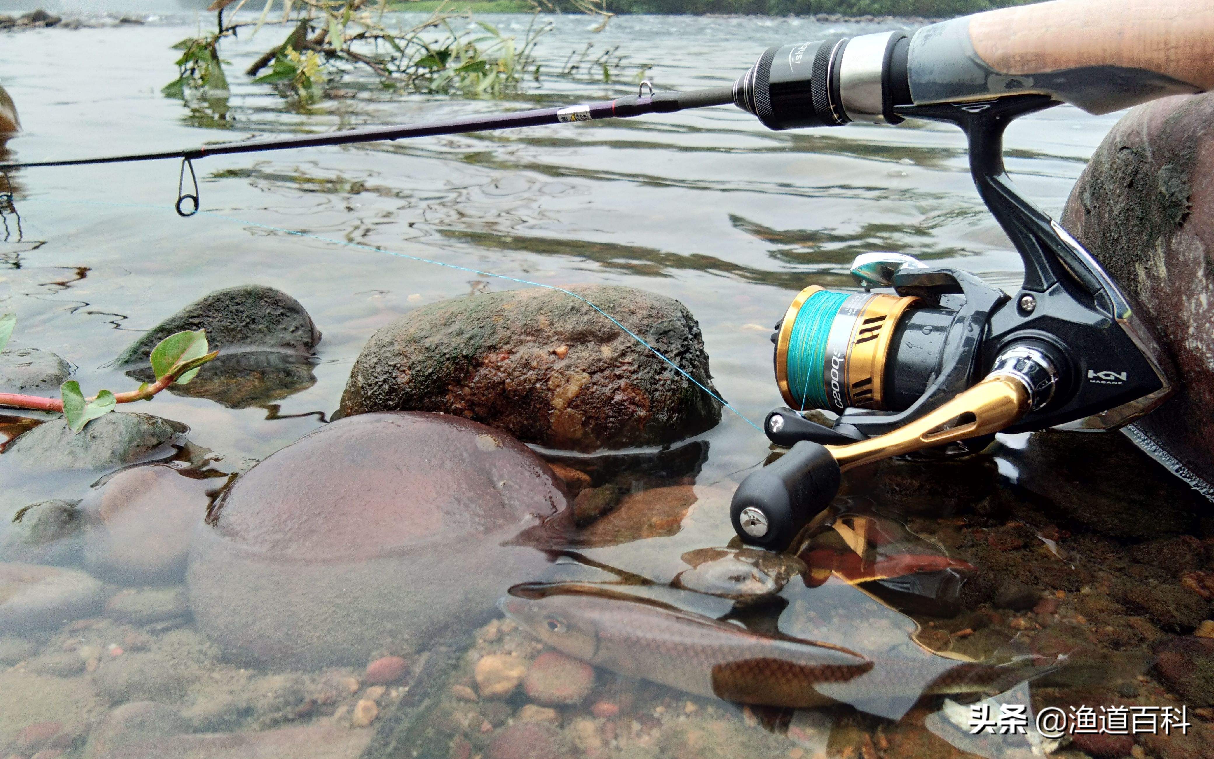 多年路亚实战经验,教你选择溪流路亚马口装备,不选贵的只选对的