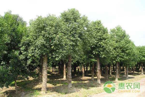 香樟树10年多少钱一棵,现在香樟树多少钱一棵