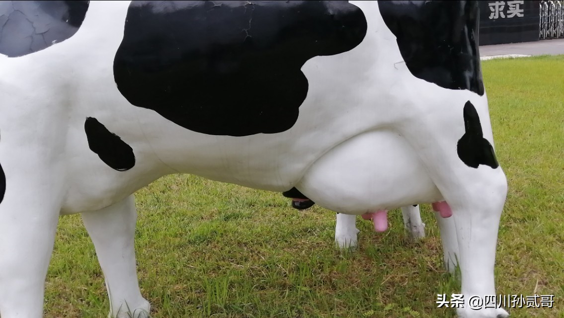 雪宝奶牛场,参观雪兰牛奶工厂心得体会