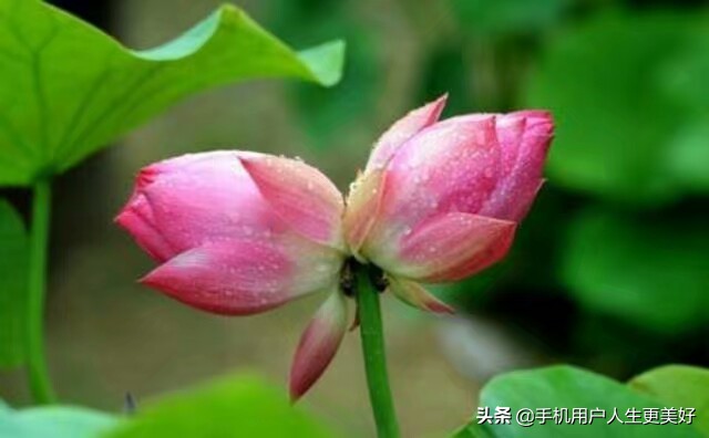 婚姻，到底是原装的好？还是组装的好？