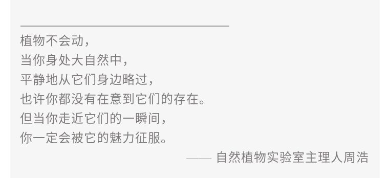 植物之美在于万物皆有情愫,植物之美有哪些