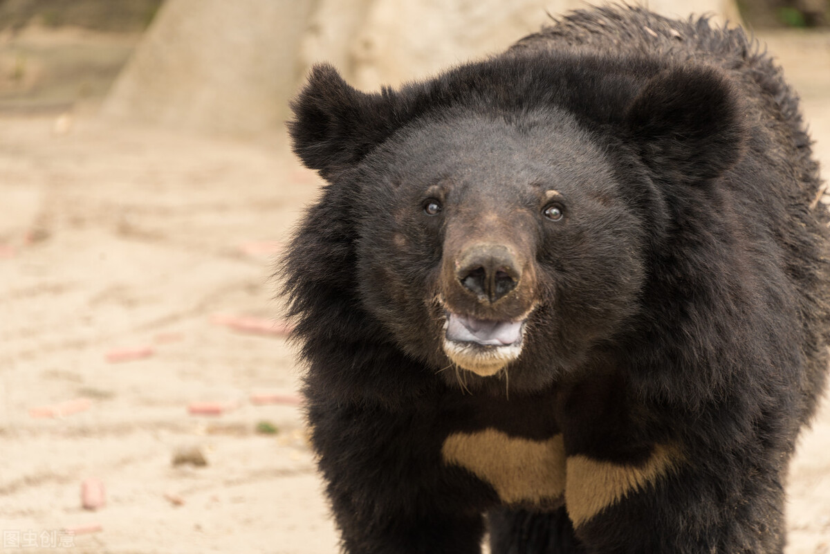 粗心的猎人,猎人打狐狸自己受伤脑筋急转弯