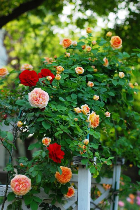 月季花网购指南图片高清版,月季品种查询网