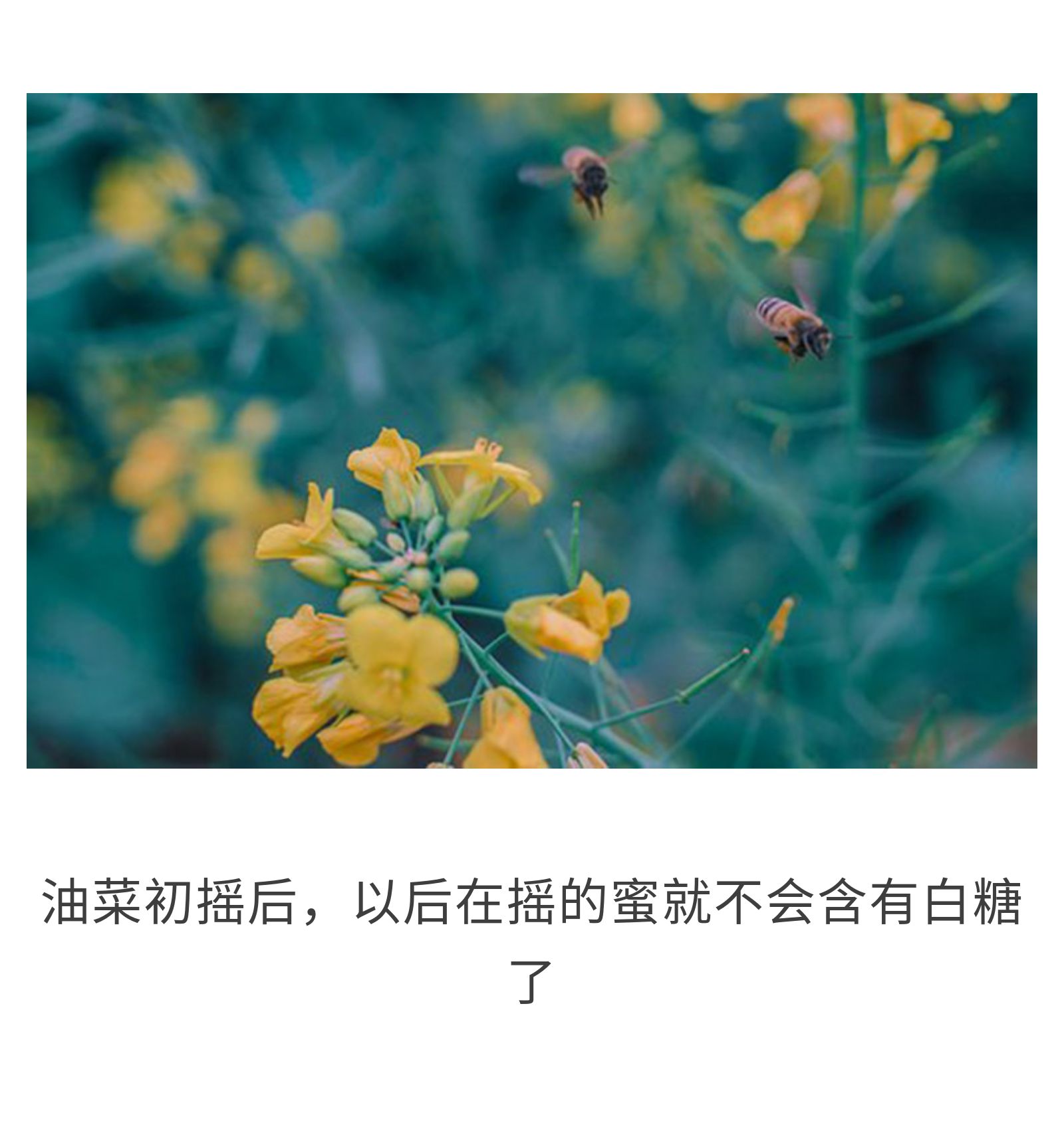 你所深恶痛绝的白糖，竟是小蜜蜂的救命干粮